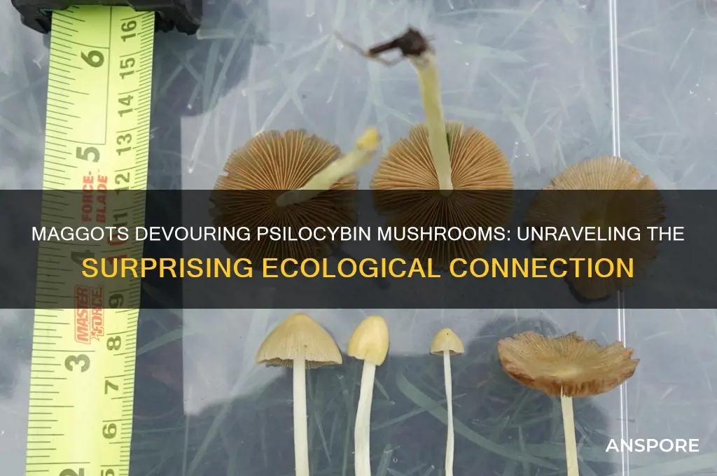 why are maggots eating a psychilichibin mushroom