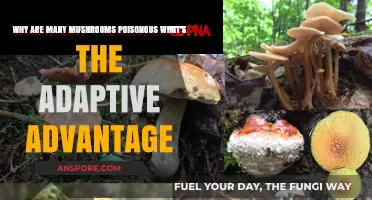 Toxic Fungi: Evolutionary Benefits of Poisonous Mushrooms Explained