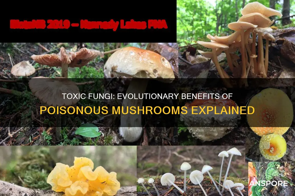 why are many mushrooms poisonous what