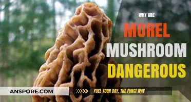 Hidden Dangers of Morel Mushrooms: Risks and Safe Foraging Tips
