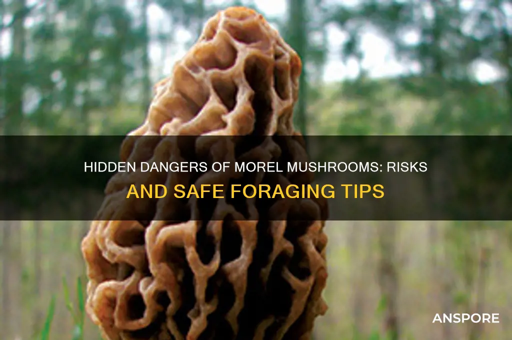 why are morel mushrooms dangerous