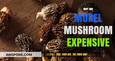 Why Morel Mushrooms Command High Prices: Uncovering the Cost Factors