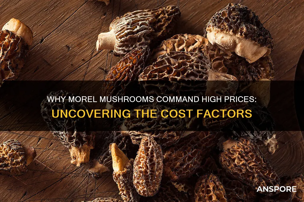 why are morel mushrooms expensive