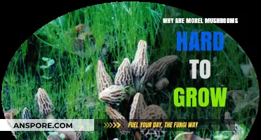 The Elusive Morel: Unraveling the Challenges of Cultivating This Prized Fungus