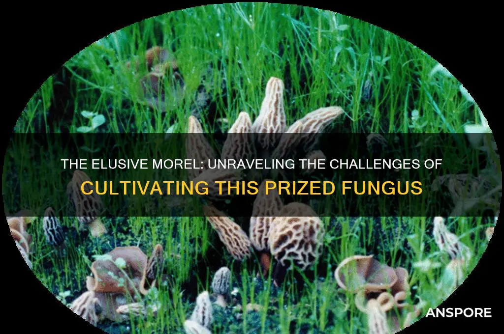 why are morel mushrooms hard to grow