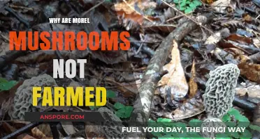 The Elusive Morel: Why Farming These Mushrooms Remains a Mystery