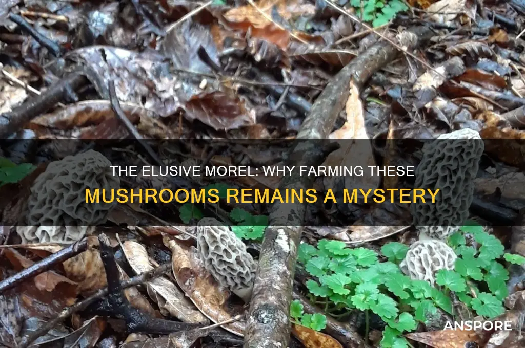 why are morel mushrooms not farmed