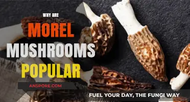 Why Morel Mushrooms Are a Forager's Favorite Culinary Treasure