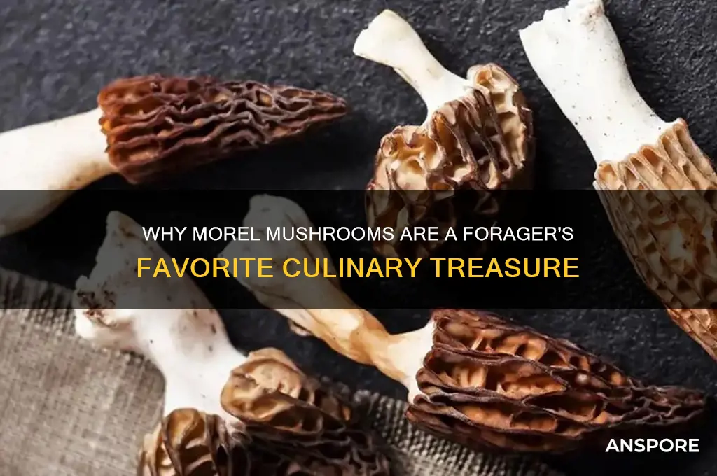 why are morel mushrooms popular