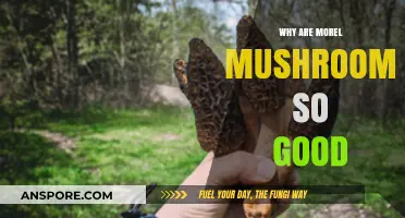 The Irresistible Allure of Morel Mushrooms: Flavor, Foraging, and Fascination