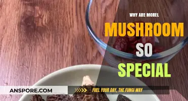 The Unique Allure of Morel Mushrooms: A Culinary Treasure Hunt