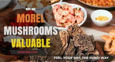 Why Morel Mushrooms Are Highly Prized and Valuable Delicacies