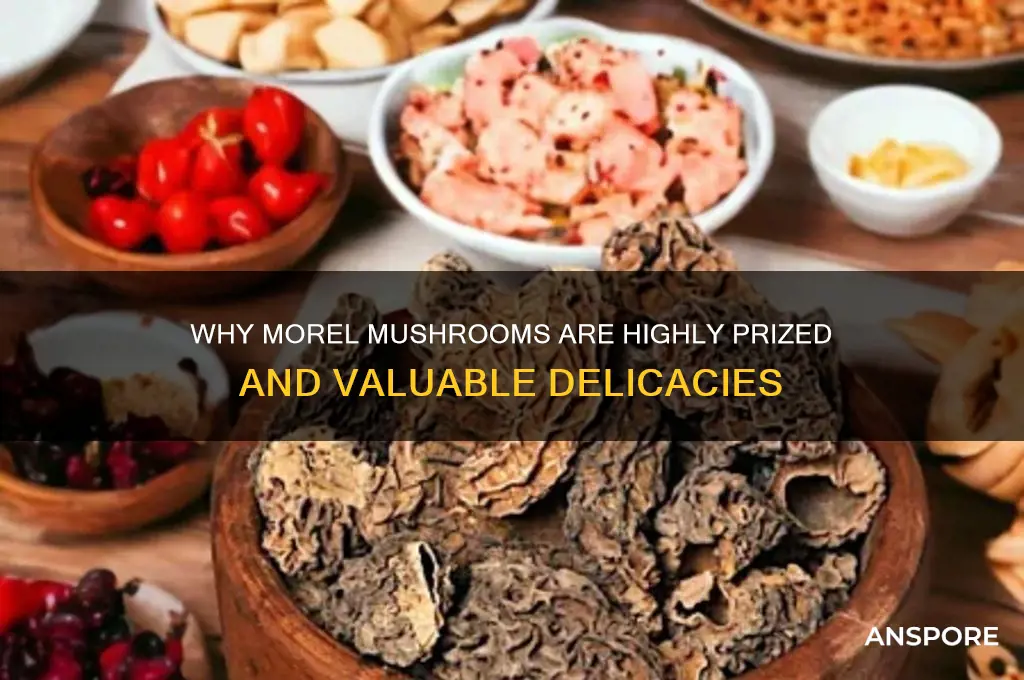 why are morel mushrooms valuable