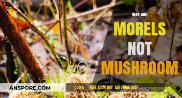Morels vs. Mushrooms: Unveiling the Surprising Truth Behind Their Classification