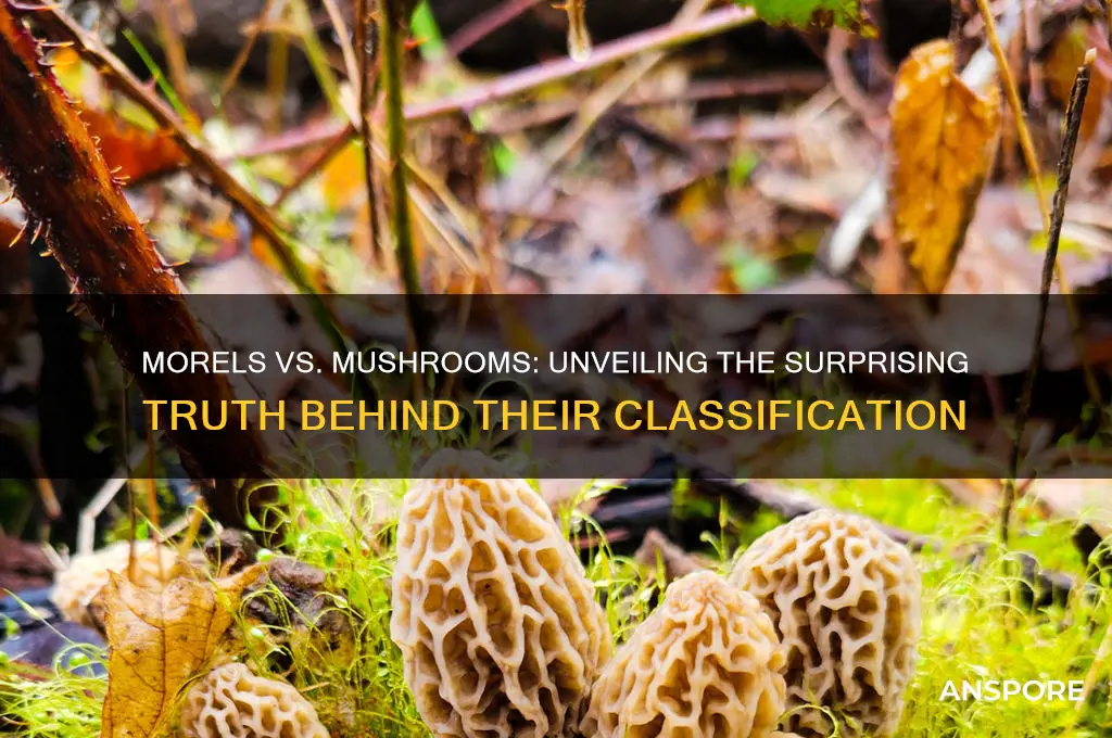 why are morels not mushrooms