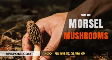 Morsel Mushrooms: A Tasty Treat for Foodies