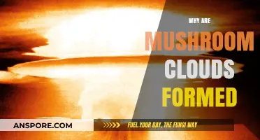 Understanding Mushroom Clouds: Their Formation and Significance