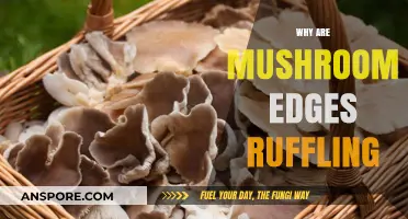 Mushroom Edges: Why the Frills?