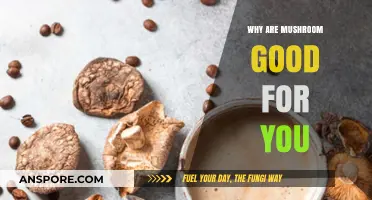 Mushrooms: Nature's Superfood for Immune Health and Wellness