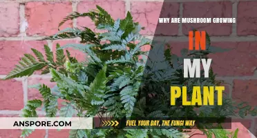 Mushroom Mystery: Why Fungi Thrive in Your Indoor Plants