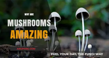 Mushrooms: Nature's Superfood and Medicine