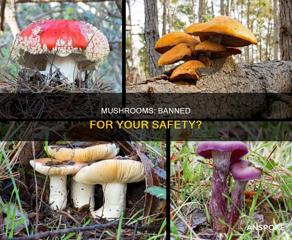 why are mushrooms banned