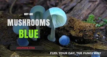 Mushrooms' Blue Hue: Nature's Mystery Unveiled