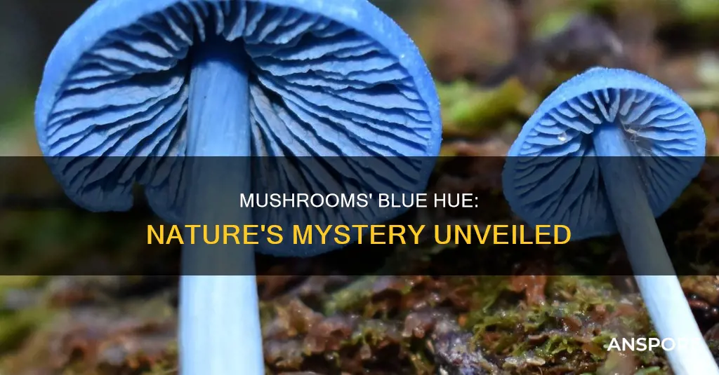 why are mushrooms blue