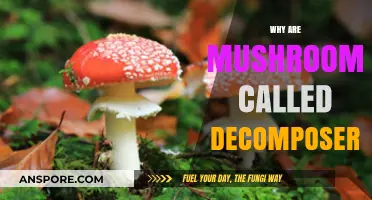 Mushrooms: Nature's Decomposing Superheroes
