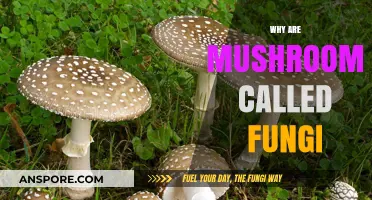 Mushrooms: Fungi's Unique Growth and Classification