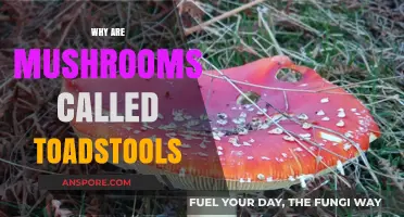 Mushrooms: From Toadstools to Culinary Delights