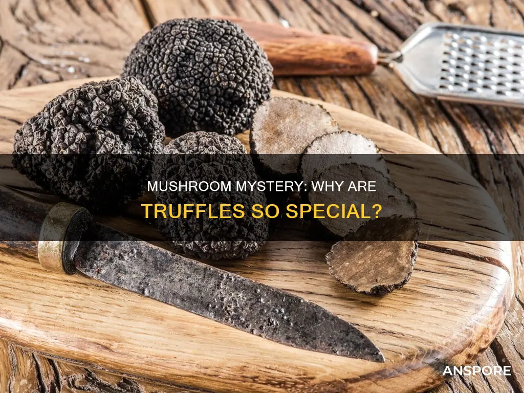 why are mushrooms called truffles