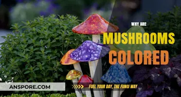 Mushrooms' Colorful World: Nature's Camouflage Explained