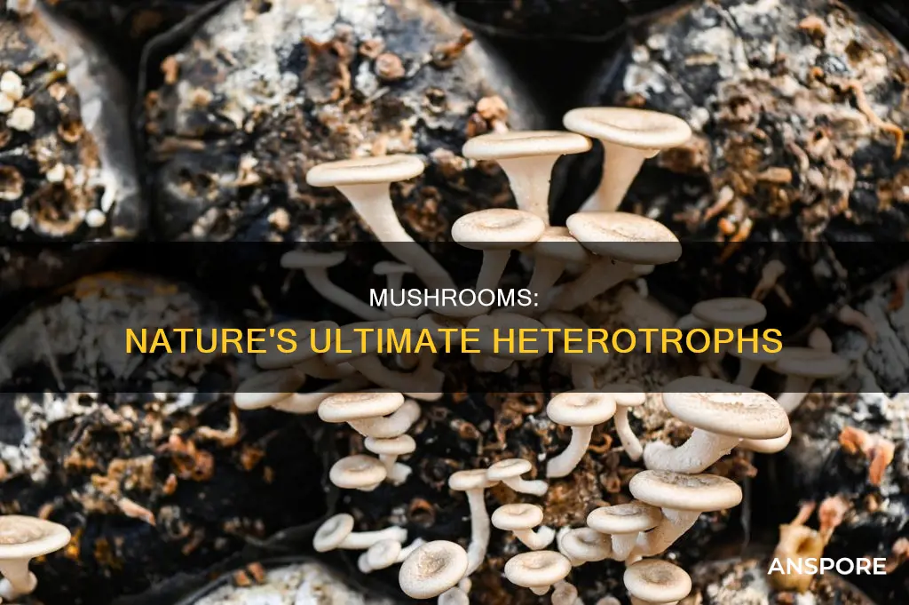 why are mushrooms considered heterotrophs