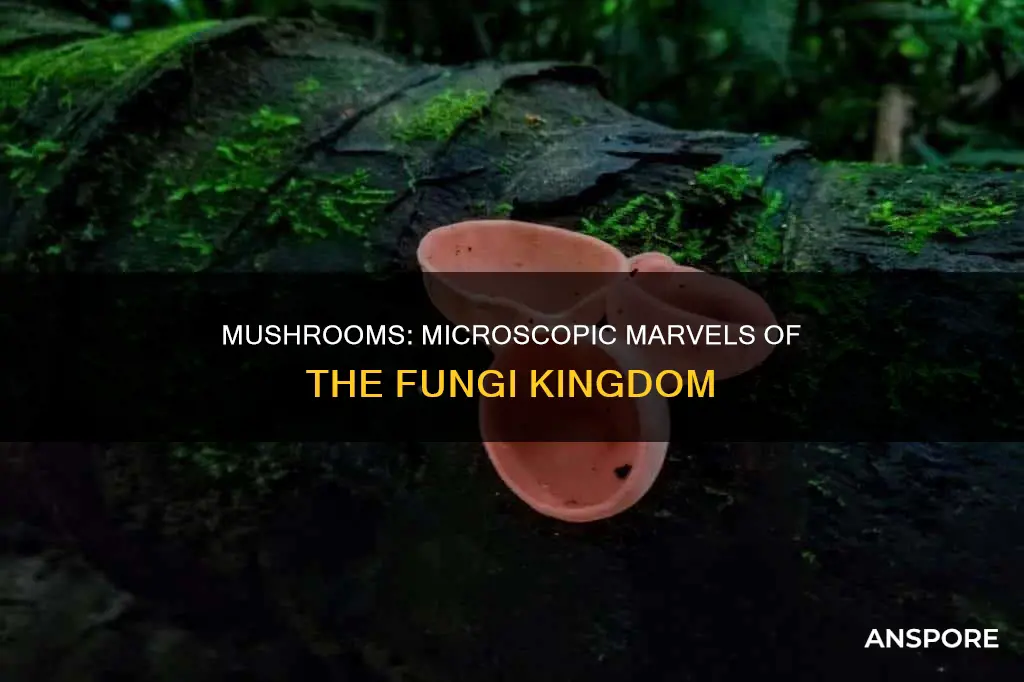 why are mushrooms considered microorganisms