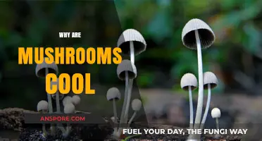 Mushrooms: Nature's Magical, Mysterious, and Misunderstood Fungi