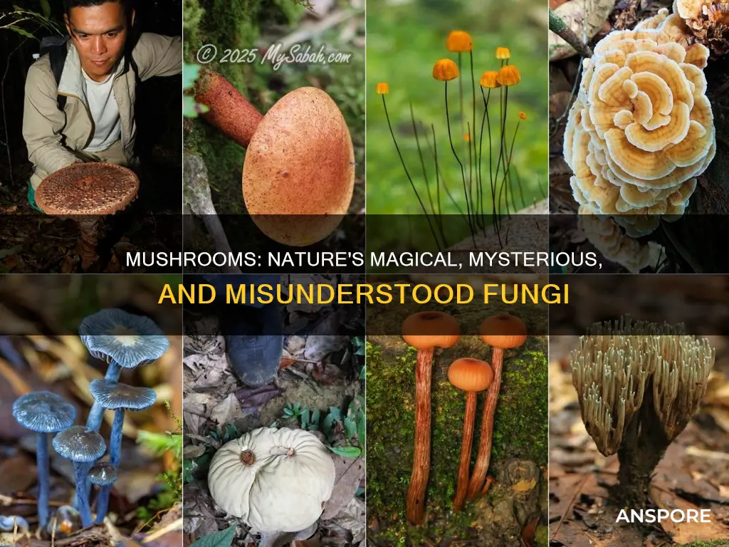 why are mushrooms cool