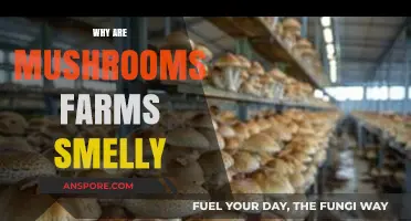 Mushroom Farms: Why the Stench?