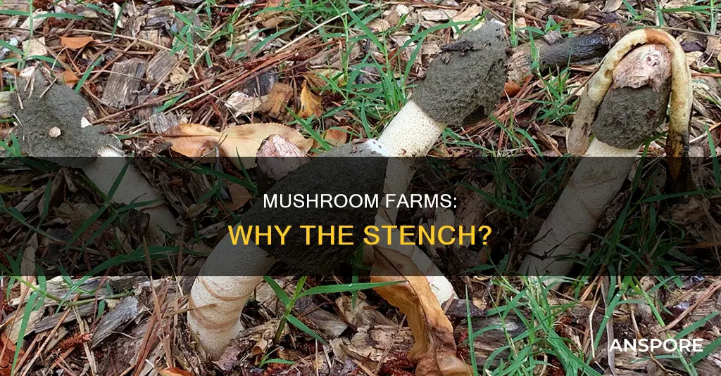 why are mushrooms farms smelly