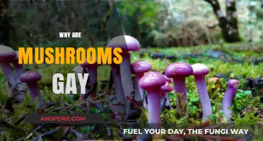 Mushrooms: Nature's Queer Food