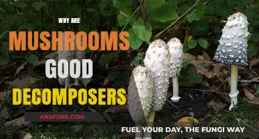 Mushrooms: Nature's Silent Decomposers and Ecosystem Heroes Explained