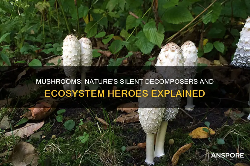 why are mushrooms good decomposers