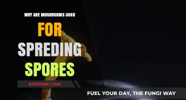 Mushrooms' Unique Strategies for Efficiently Spreading Spores in Nature