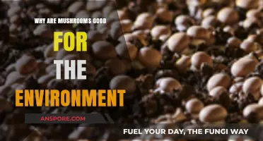 Mushrooms: Nature's Eco-Friendly Heroes for a Sustainable Future