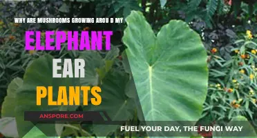 Mushroom Growth Around Elephant Ear Plants: Causes and Solutions
