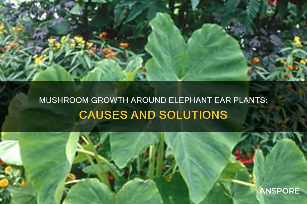 why are mushrooms growing arou d my elephant ear plants