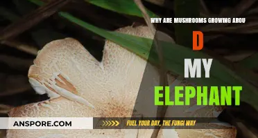 Why Mushrooms Thrive Around My Elephant: Uncovering the Surprising Connection