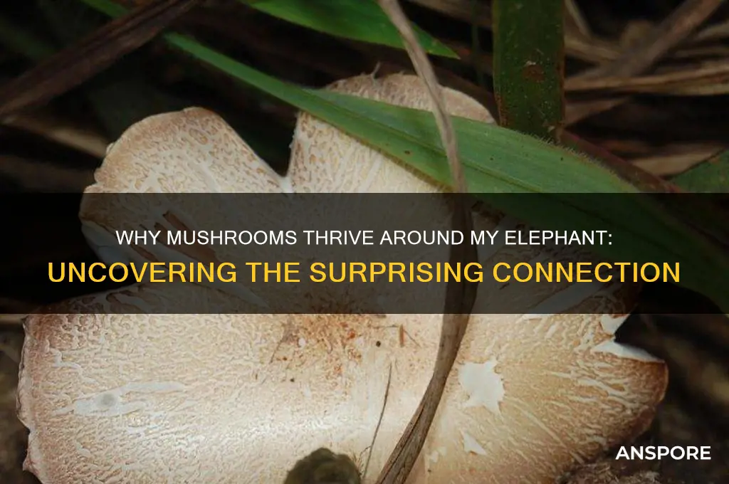 why are mushrooms growing arou d my elephant