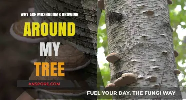 Mushrooms Around Your Tree: Causes, Concerns, and Care Tips