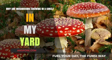 Mysterious Mushroom Circles: Uncovering the Secrets in Your Yard